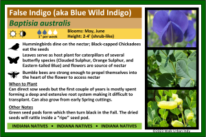 Blue Wild Indigo