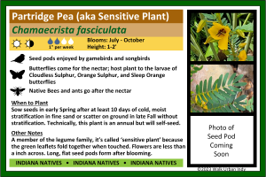 Partridge Pea (aka Sensitive Plant)