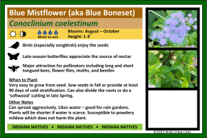 Blue Mistflower