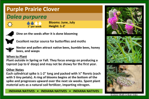 Purple Prairie Clover