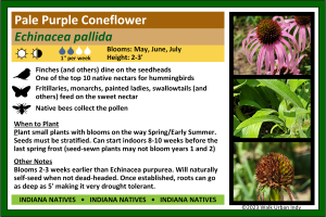 Pale Purple Coneflower