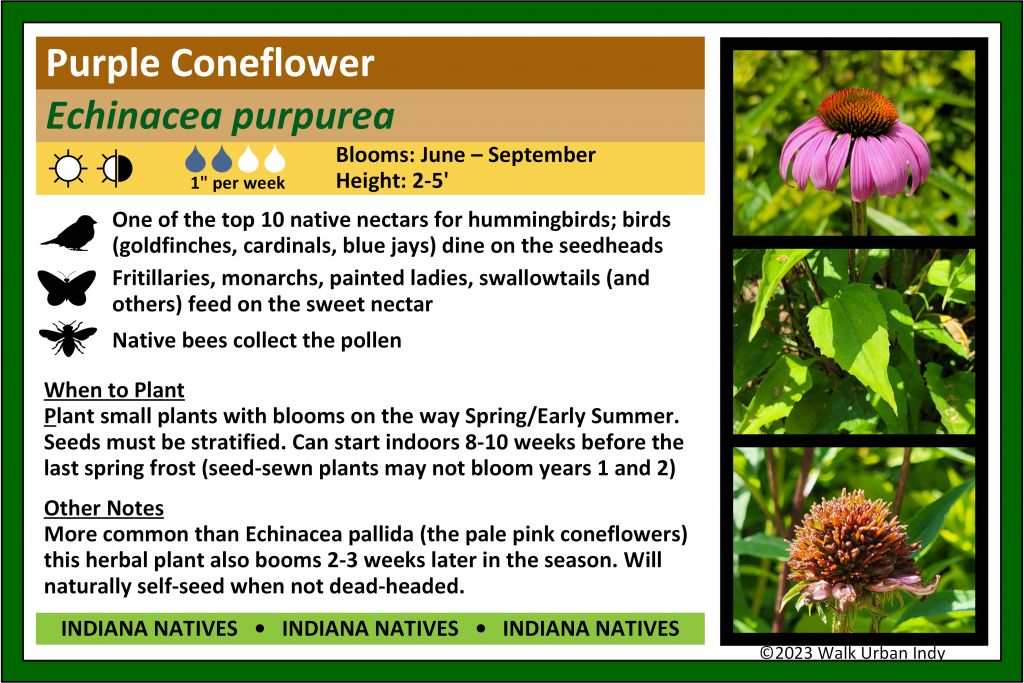 Photo displaying a sample of one of the Walk Urban Indy plant signs (the one for Purple Coneflower)