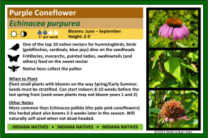 Purple Coneflower sign