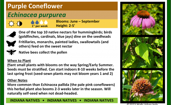 Purple Coneflower sign