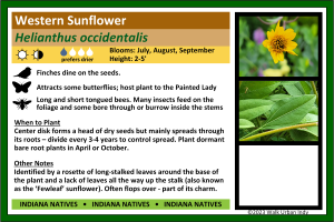 Western Sunflower