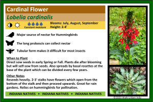 Cardinal Flower