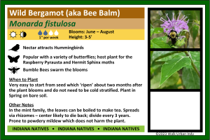 Bee Balm