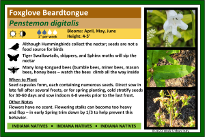 Foxglove Beardtongue