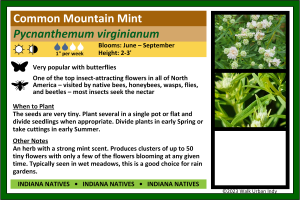 Common Mountain Mint