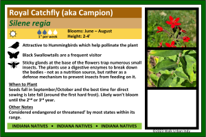 Royal Catchfly