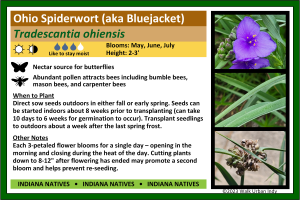 Ohio Spiderwort