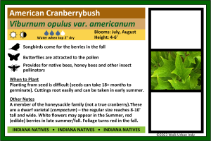 American Highbush Cranberry